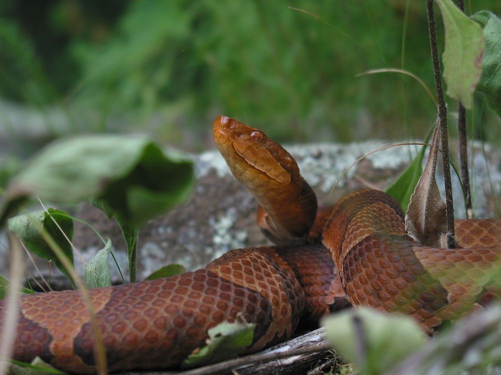 A copperhead snake experienced a virgin birth.