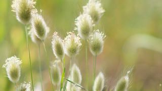 bunny's tail grass