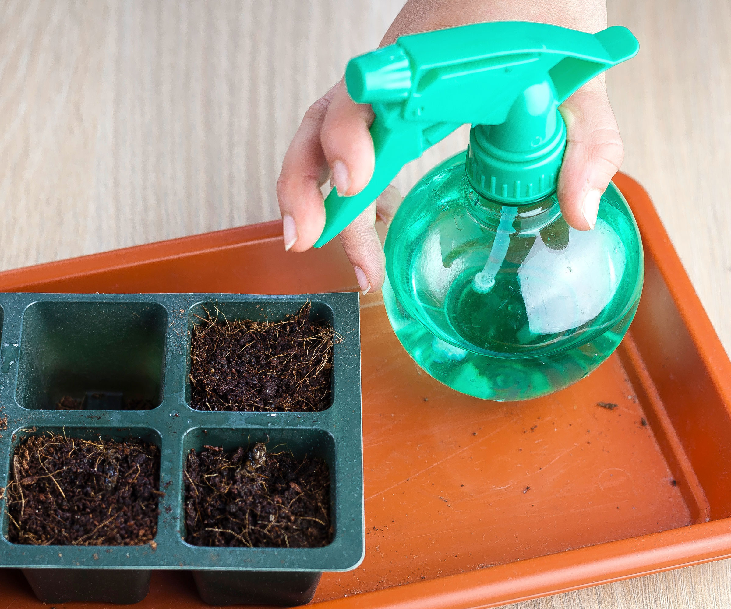 misting cells of compost on brown seed tray with green mister bottle