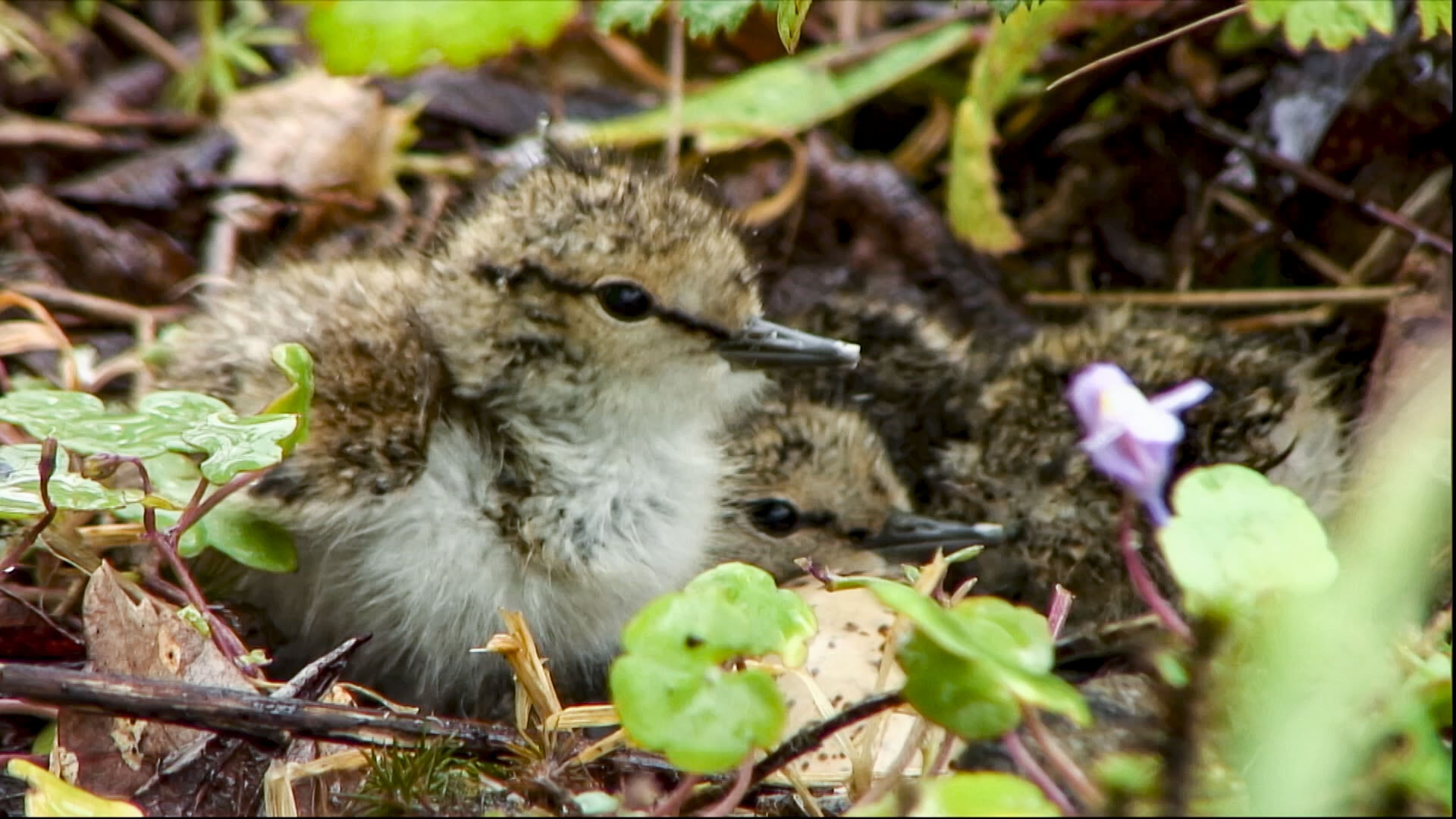 Little baby birds sitting in a nest