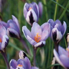 Do crocus bulbs multiply Crocus Minimus 'spring Beauty'