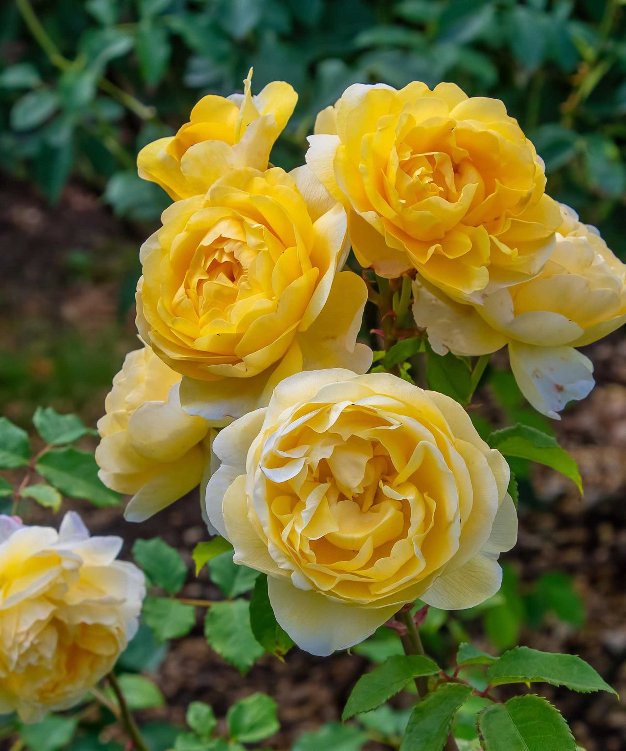 Yellow flowers: 16 pretty picks for your backyard | Gardeningetc