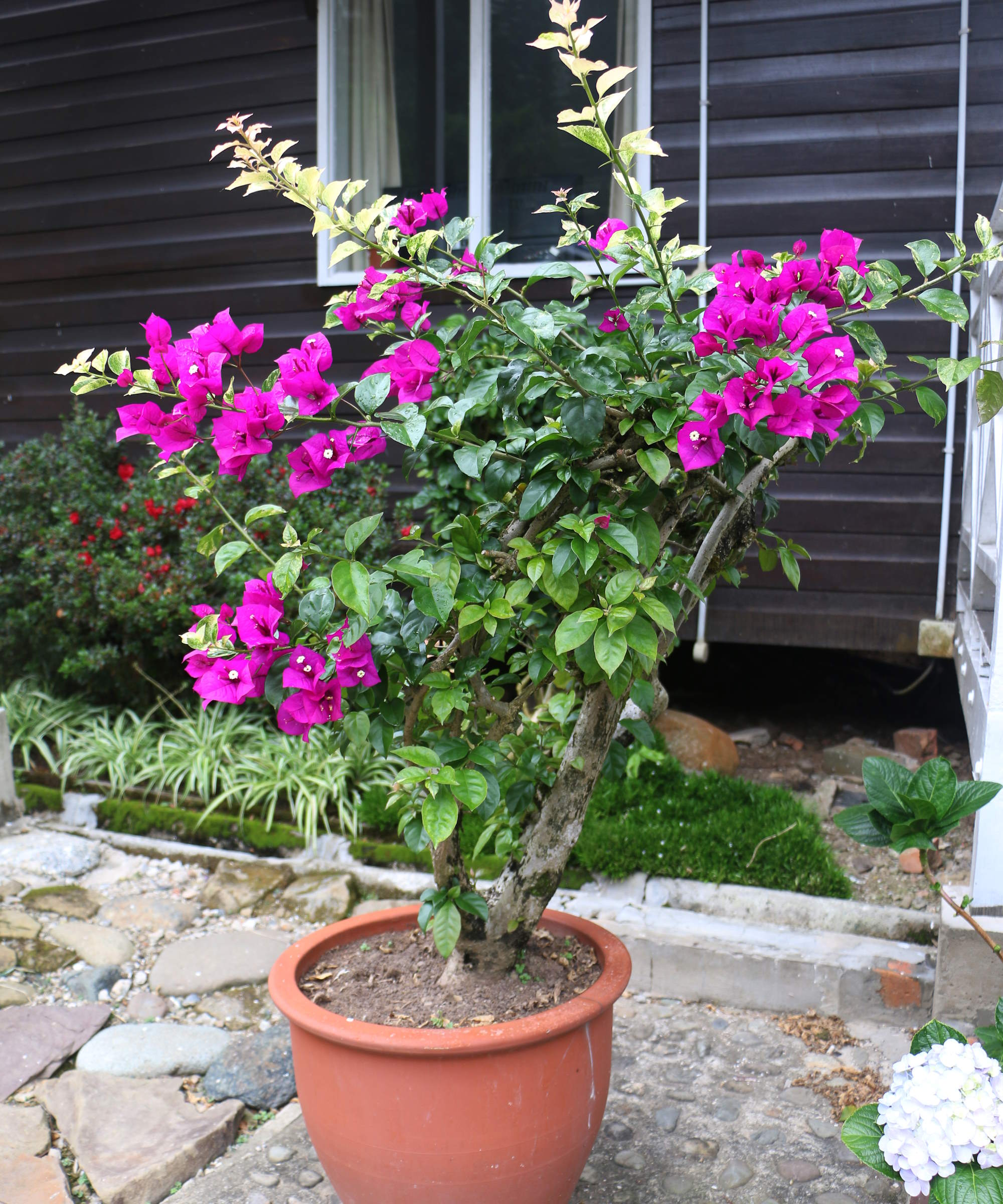 How To Prune Bougainvillea Expert Trimming Tips To