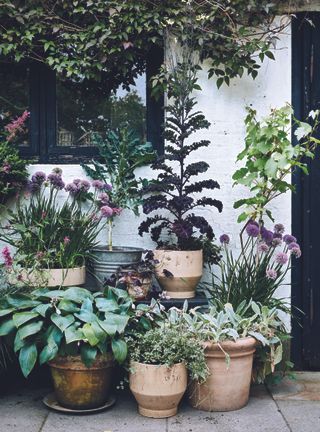 Spring garden container display - lots of potted plants and flowers against a white house