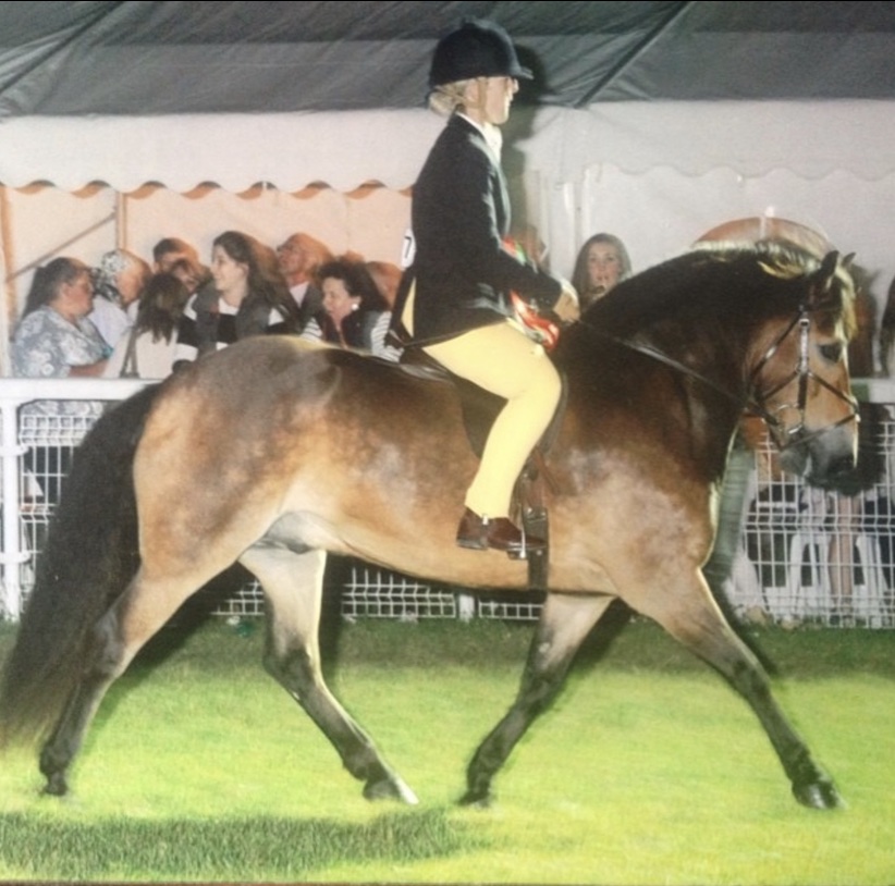 15-year-old Exmoor Earl Harold makes his first ever trip to the Royal International Horse Show under Jessica Rayner
