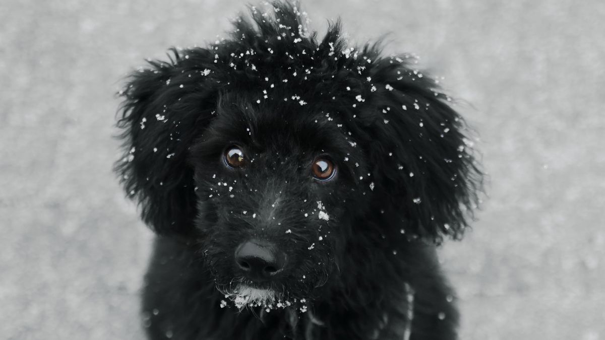 Puppy dog eyes! People’s choice voting opens for adorable animal photographs