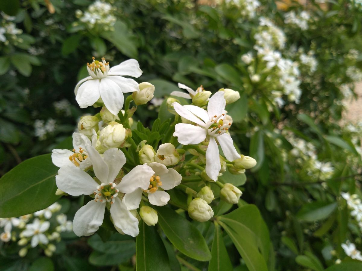 Fine detail isn&rsquo;t as clean as the very best, but you might not guess this was taken with an entry-level phone.