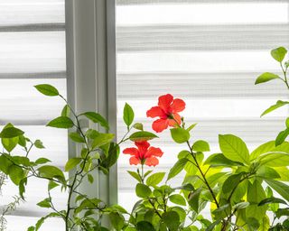 hibiscus plants on windowsill in house