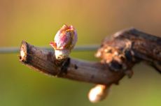 French wineries 2020 vintage