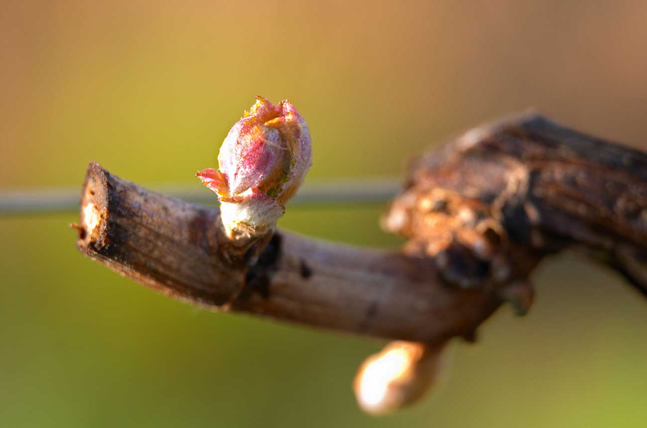 French wineries 2020 vintage