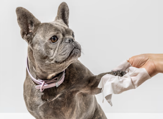 A gray French bulldog gets his paw cleaned with a Wild One grooming wipe