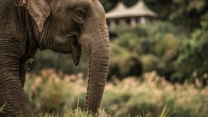 Elephants roam the grounds of the camp 