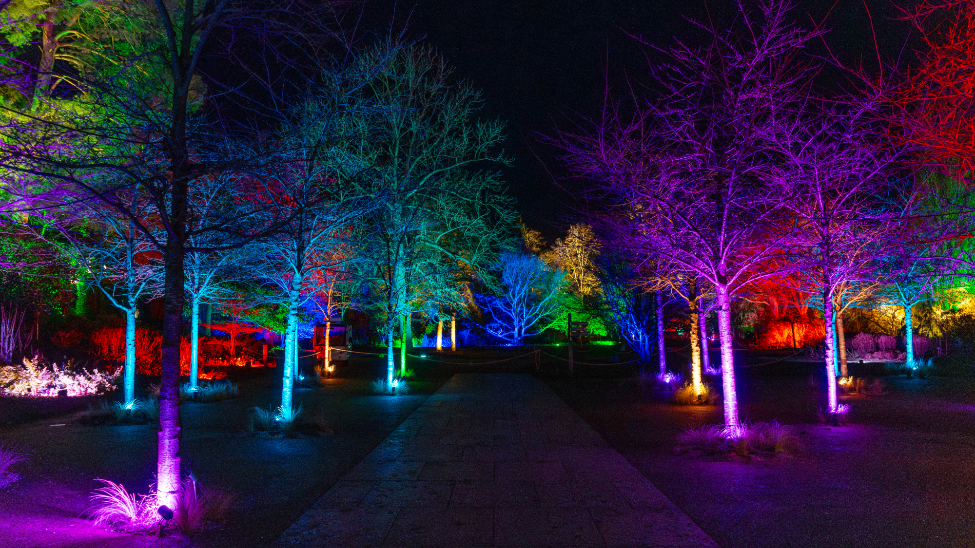 Colorful uplit trees for the holidays