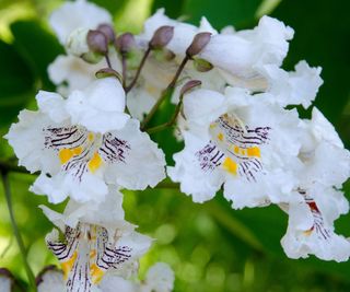 large white flowers on a catalpa tree