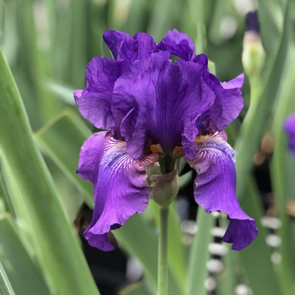 His Royal Highness Tall Bearded Iris