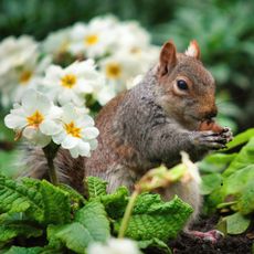 A squirrel eats a nut or bulb next to white and yellow flowers