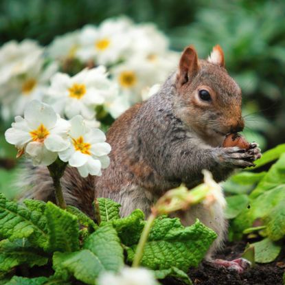 A squirrel eats a nut or bulb next to white and yellow flowers