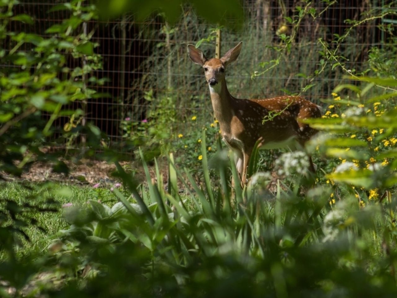 A Deer In The Garden