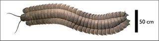 An illustration of what Arthropleura might have looked like.