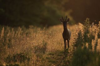 deer backlit