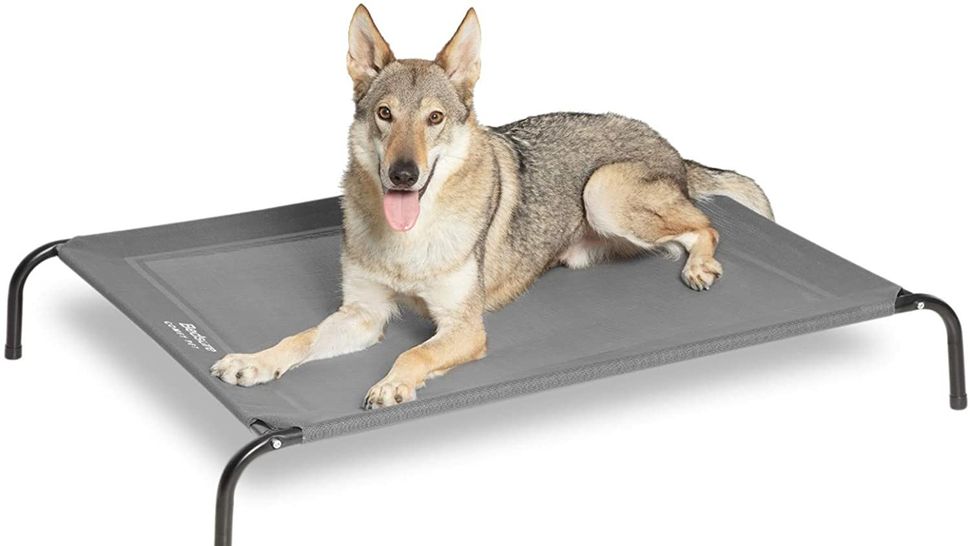 10 types of dog beds explained Which one is best for your pooch