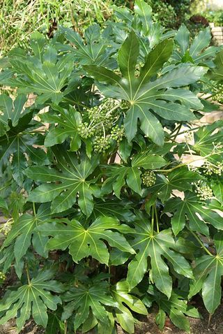 foliage plants: fatsia japonica