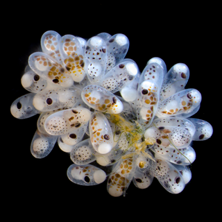 A cluster of small octopus eggs kept together by delicate threads.