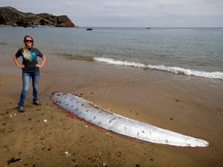 An oarfish that washed ashore on Catalina Island on June 1, 2015.