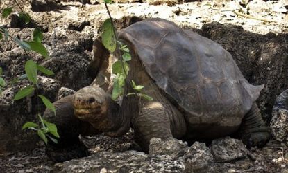 The last of his kind, a 200-pound Pinta Island giant tortoise named Lonesome George passed away over the weekend, at over 100 years of age.