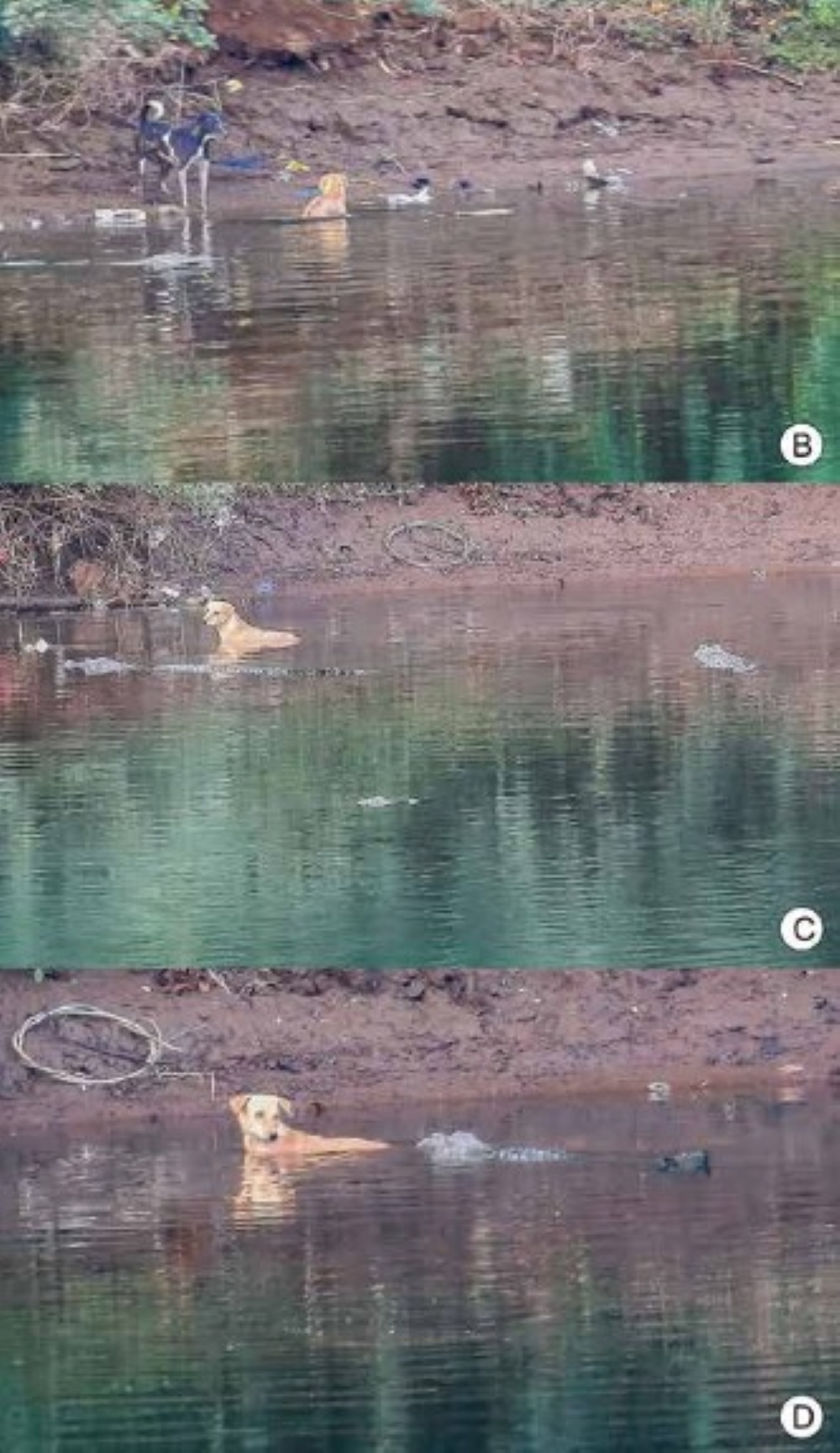 a series of photos showing a dog in a river with a crocodile approaching