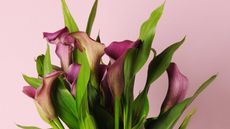 close-up of pink calla lily flowers and foliage on pink background