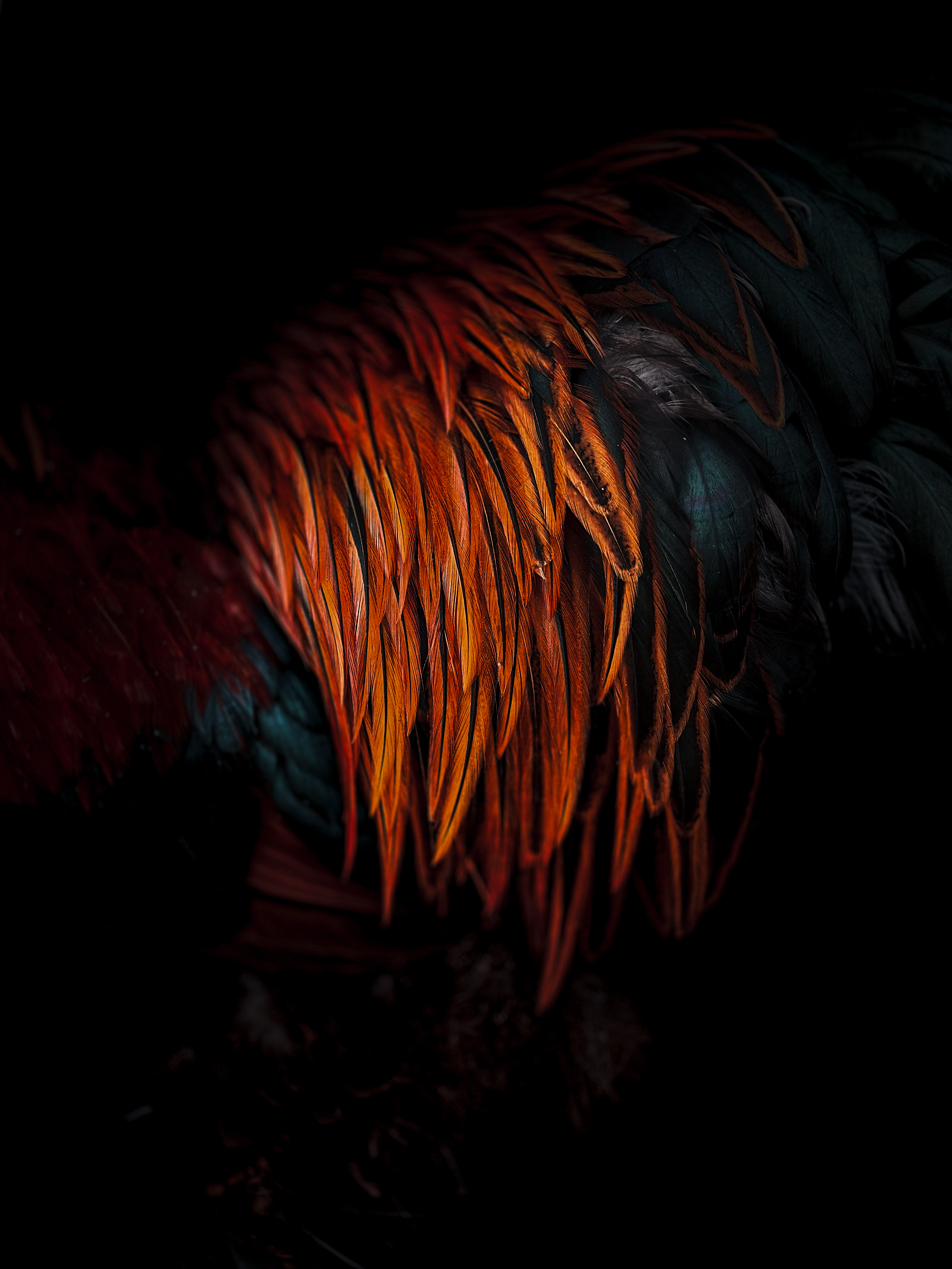 Orange feathers