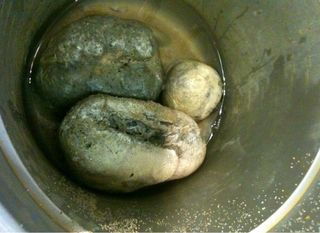 Three potato sponges recovered from atop the waters of Hampton Roads, Virginia.