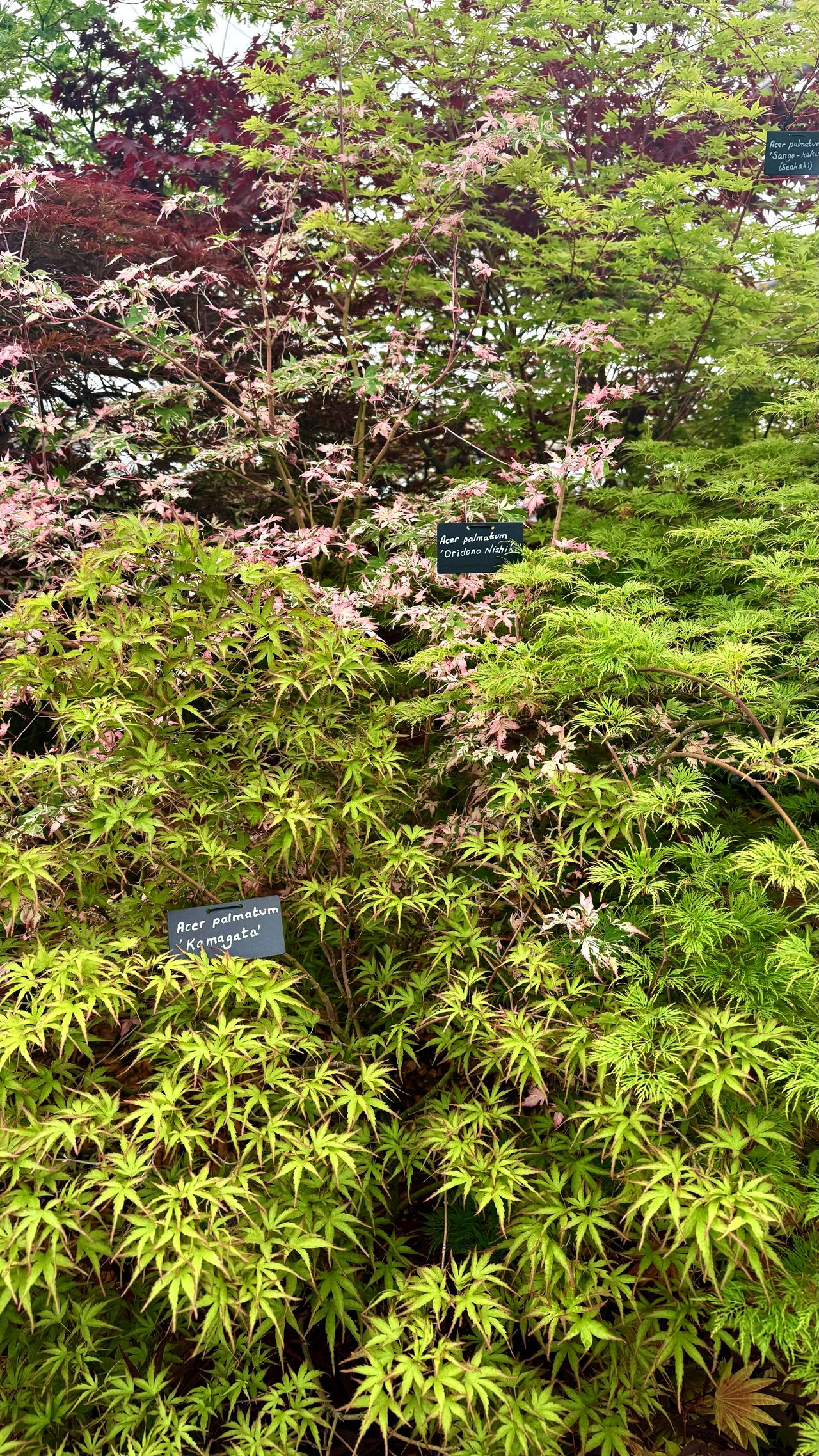Acers at RHS Chelsea Flower Show 2025