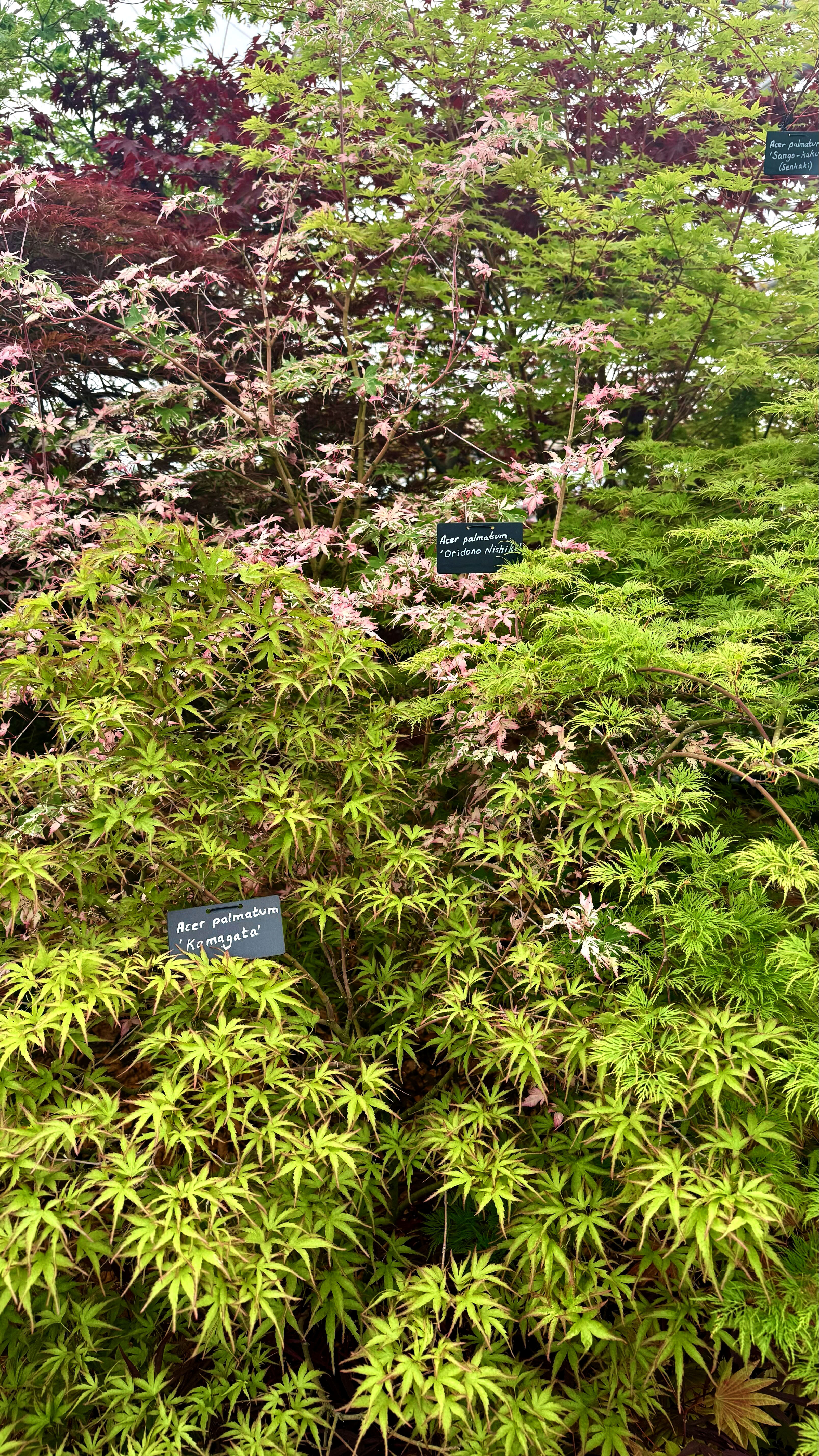 Acers at RHS Chelsea Flower Show 2025