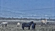 Horseback UK is appealing for help following Storm Arwen