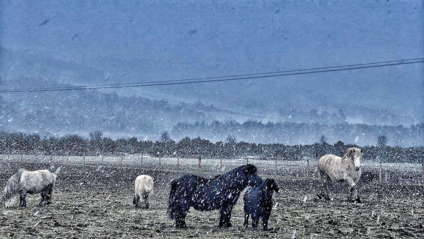Horseback UK is appealing for help following Storm Arwen