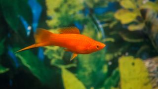 Swordtail