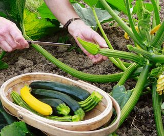 Harvesting zucchini