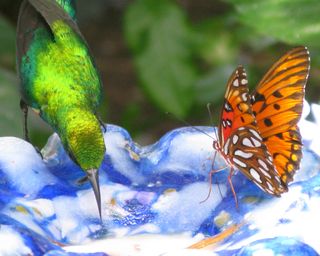 butterfly and hummingbird drinking from a shallow bowl of water in a garden