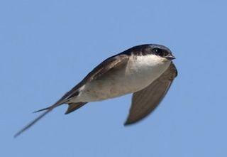 house martin