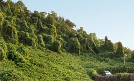 The Japanese kudzu vine engulfs a Tennessee hillside.