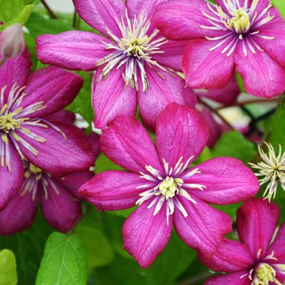 clematis plant with rich pink flowering display