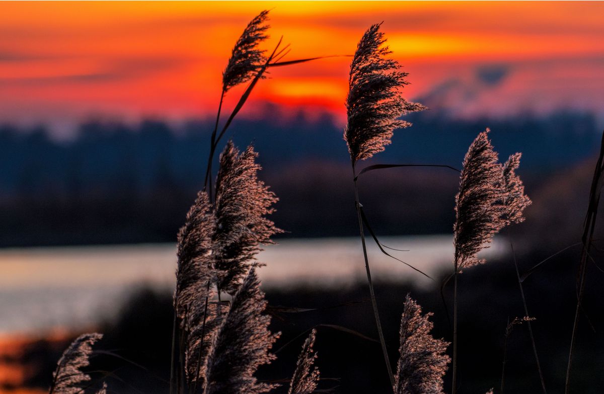 kuriene - Netherlands