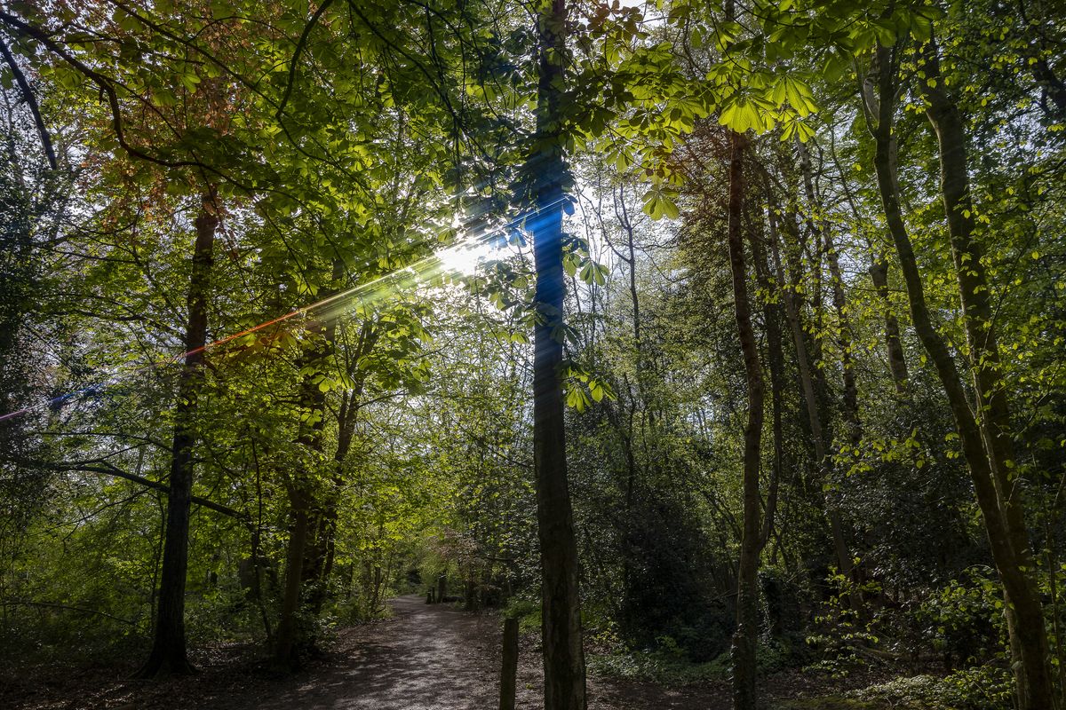 Example images of Kenko's Anamorflare filters used in a forest