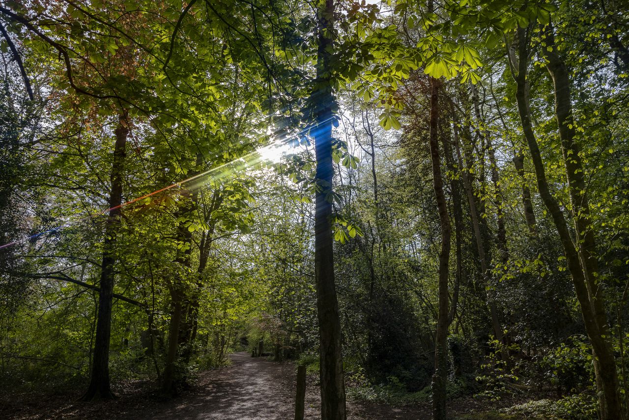 Example images of Kenko's Anamorflare filters used in a forest