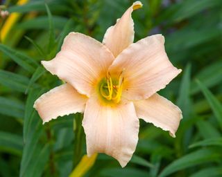 Peachy pink daylily Luxury Lace