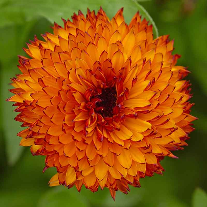 Calendula Seeds - Neon
