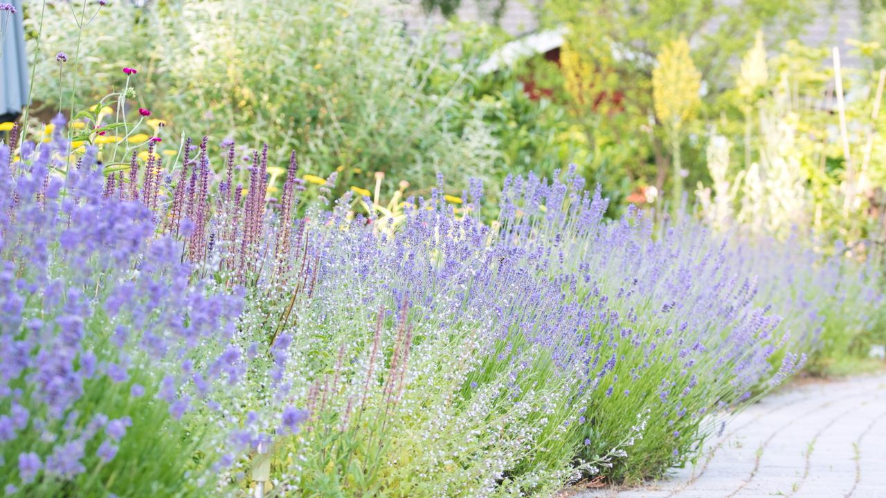 Lavender in bloom set in a garden