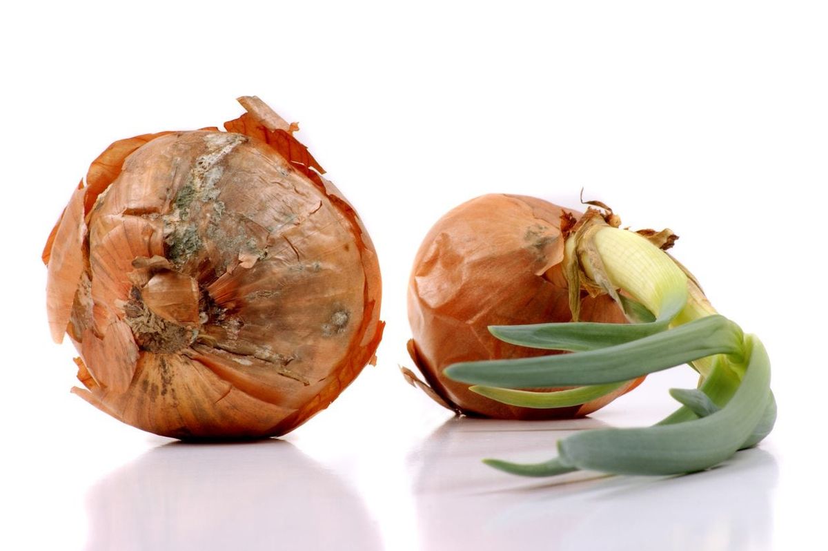 Onion Mushy Rot Disease How To Treat An Onion With Mushy Rot